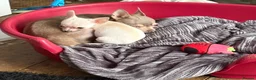 Chihuahua dogs for sale: Girl chihuahua puppy for sale - Advert 6