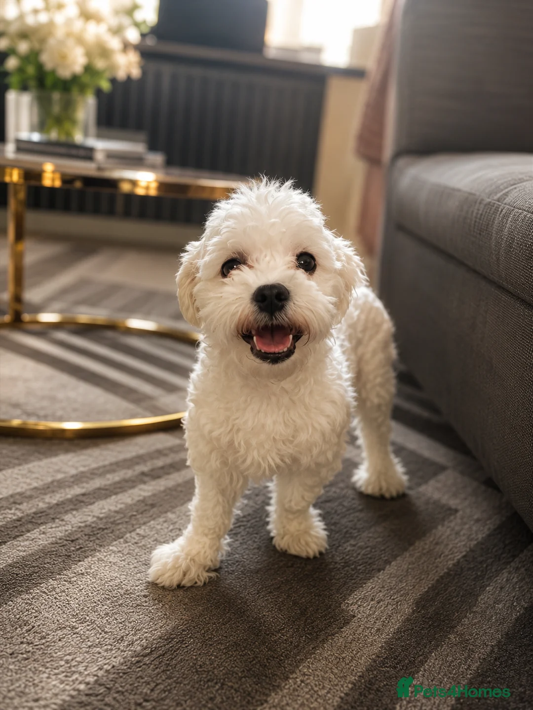 Maltese dogs for sale: Bichon Maltese  in Maidstone - Advert 3