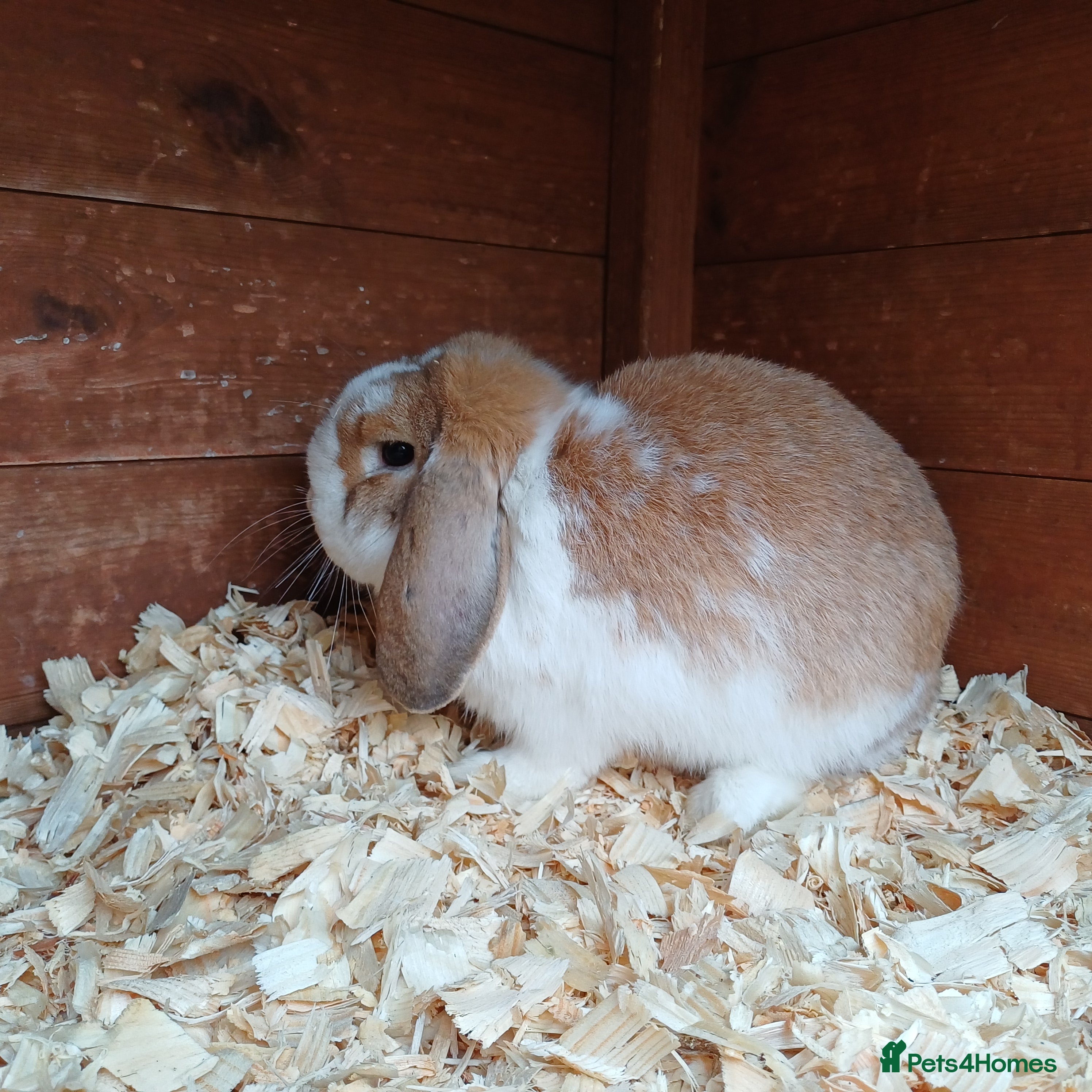 Lionhead rabbits Baby lion lop bunnies for sale  - Advert 9