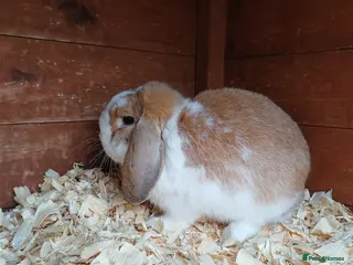 Lionhead rabbits Baby lion lop bunnies for sale - Advert 9