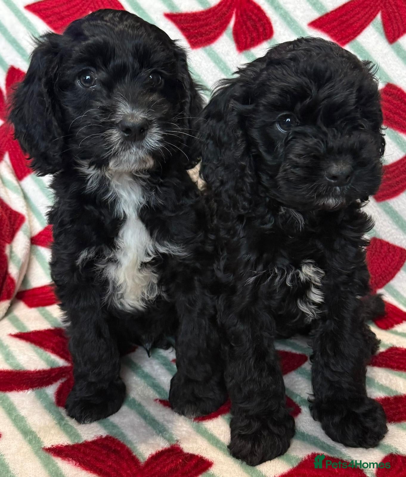 Cockapoo dogs F1 BOYS ONLY MINI COCKAPOOS 30 dna tested - Advert 1