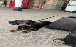 Miniature Dachshund dogs for stud: Miniature Dachshund available for stud  - Image 3