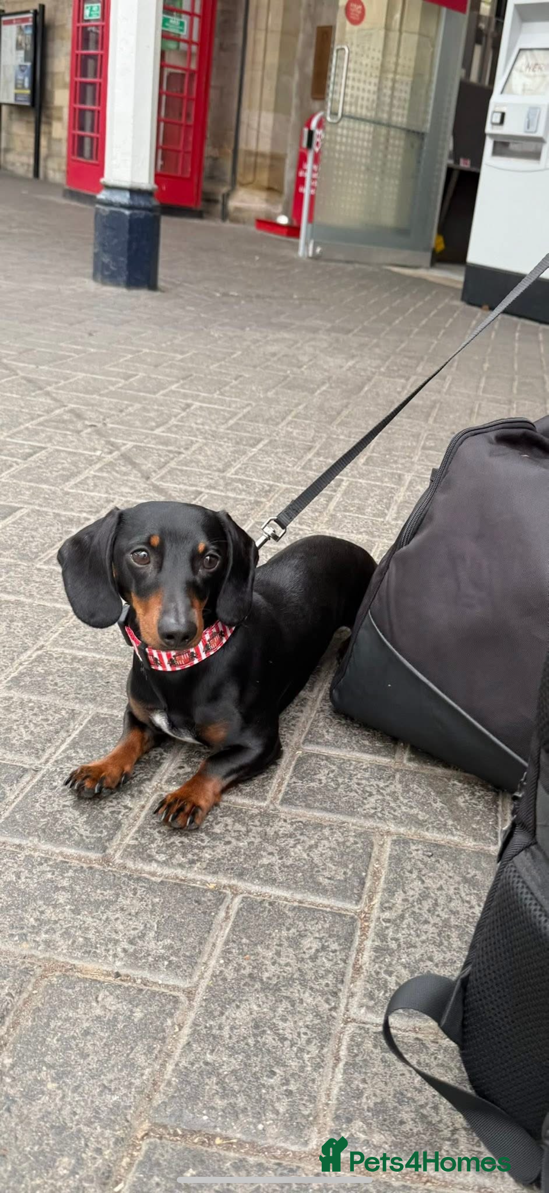 Miniature Dachshund dogs for stud: Miniature Dachshund available for stud  - Image 3