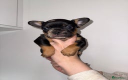 French Bulldog dogs for sale: Fluffy french bulldogs puppies - Image 9