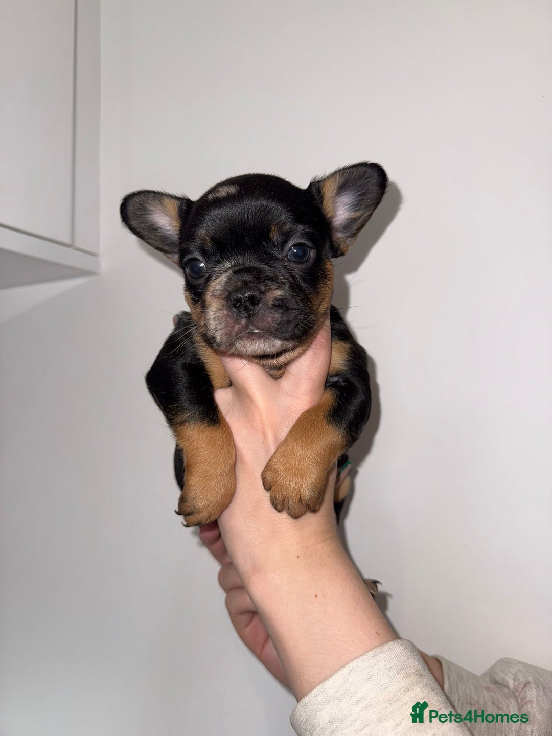 French Bulldog dogs for sale: Fluffy french bulldogs puppies - Image 9
