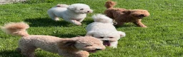 Poochon dogs for sale: ✨ Poochon Puppies  ✨ - Advert 10