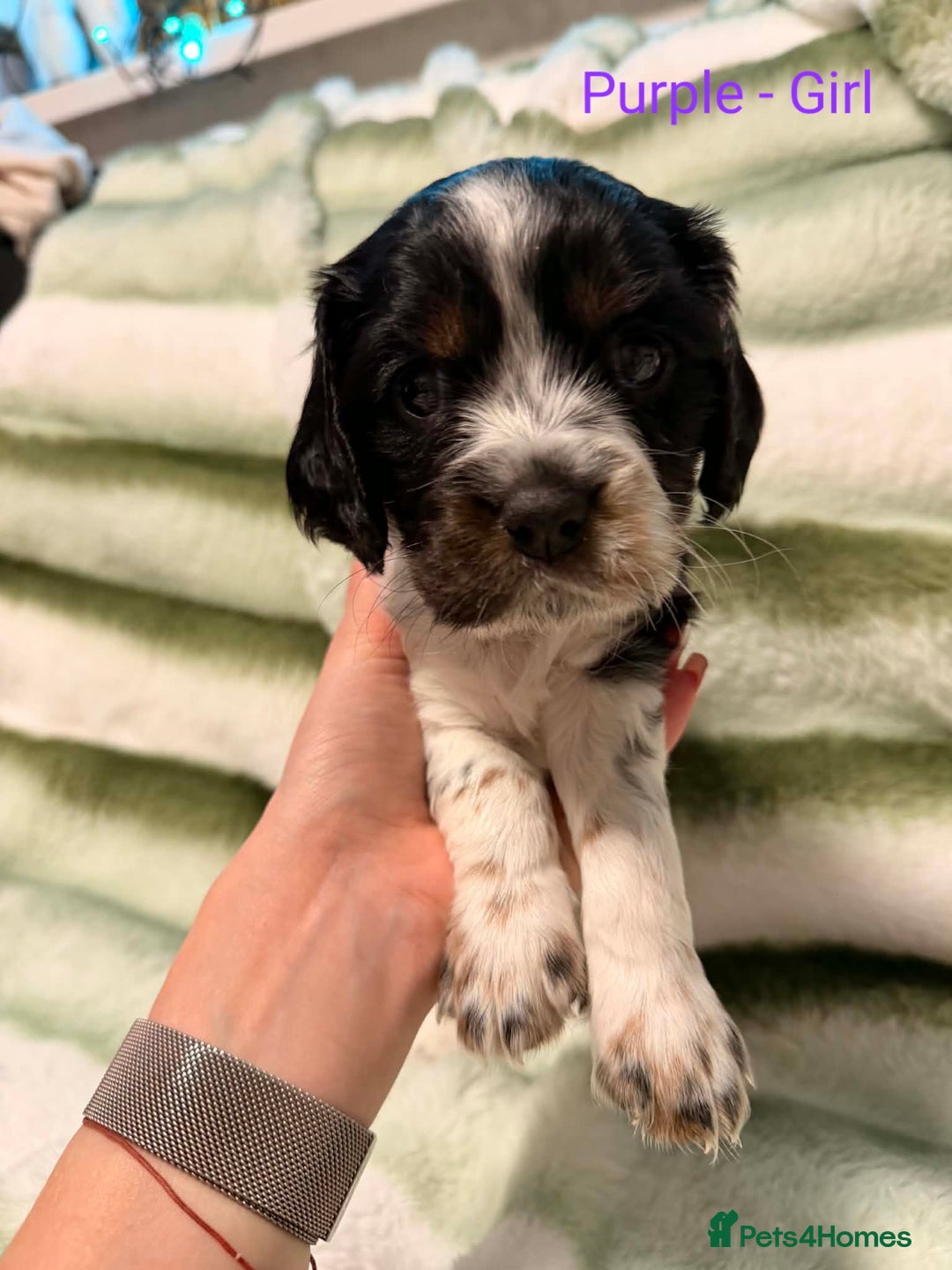 Cockalier dogs for sale: Cockalier  - Advert 2