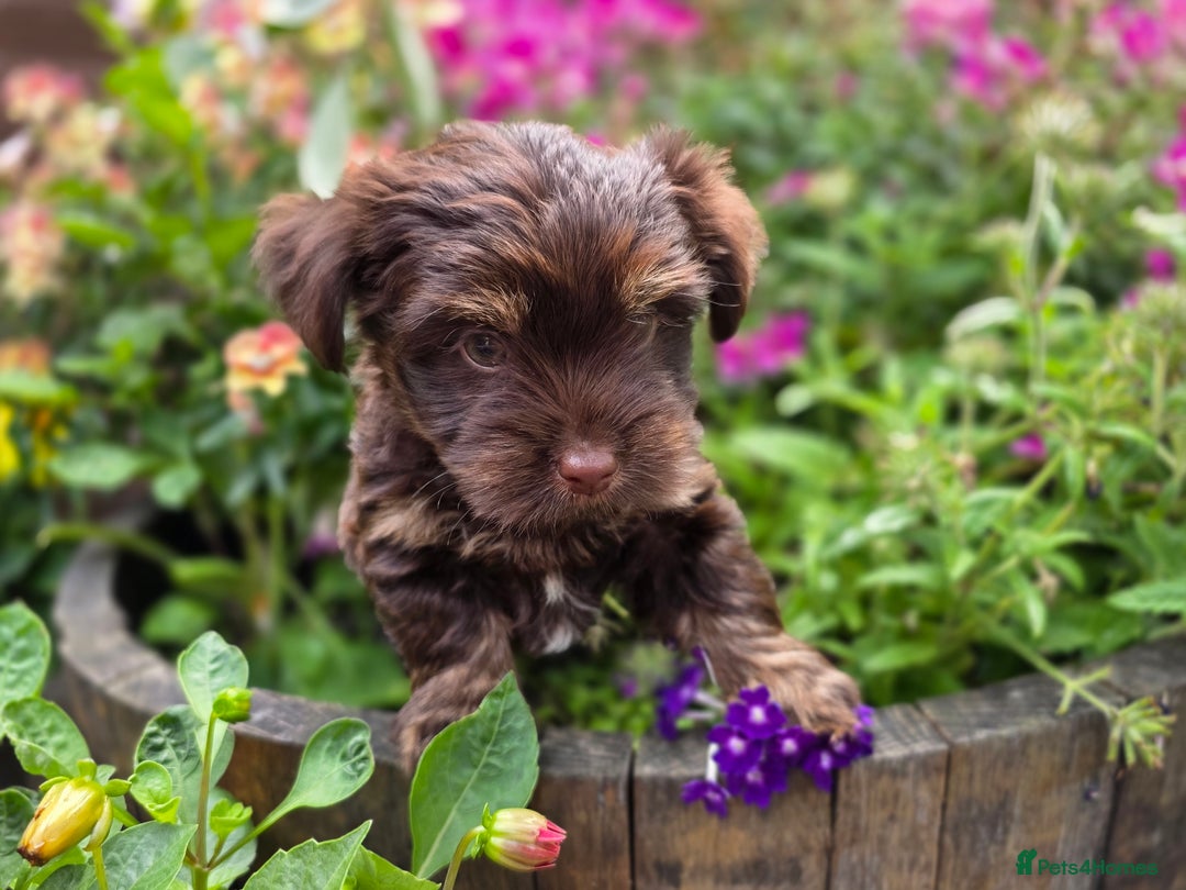 Yorkshire Terrier dogs for sale: Chocolate Yorkies  - Image 10