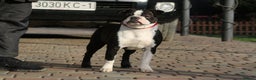 Boston Terrier dogs for adoption: MAGGIE – Female Boston Terrier - Advert 2