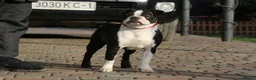Boston Terrier dogs for adoption: MAGGIE – Female Boston Terrier - Advert 2