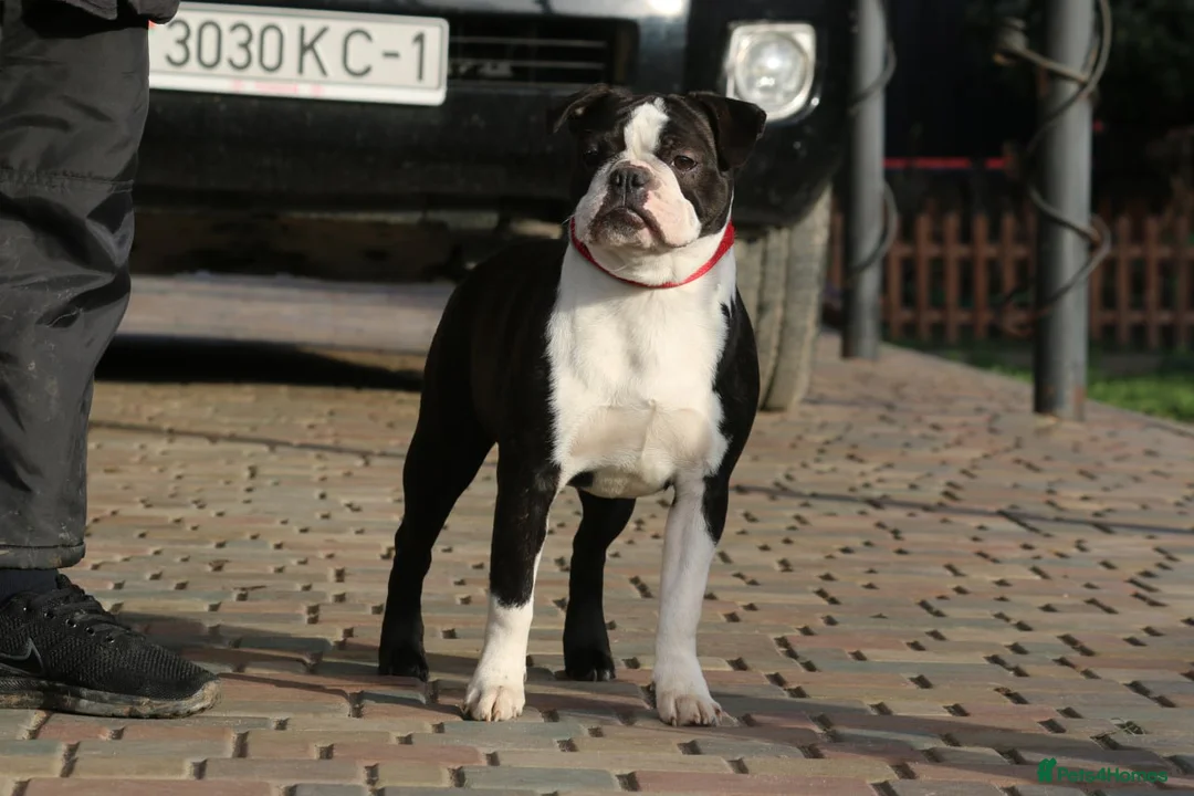 Boston Terrier dogs for adoption: MAGGIE – Female Boston Terrier - Advert 2