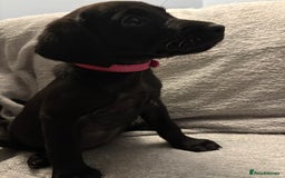 Labrador Retriever dogs for sale: Ready now beautiful Labrador retriever puppies - Image 26
