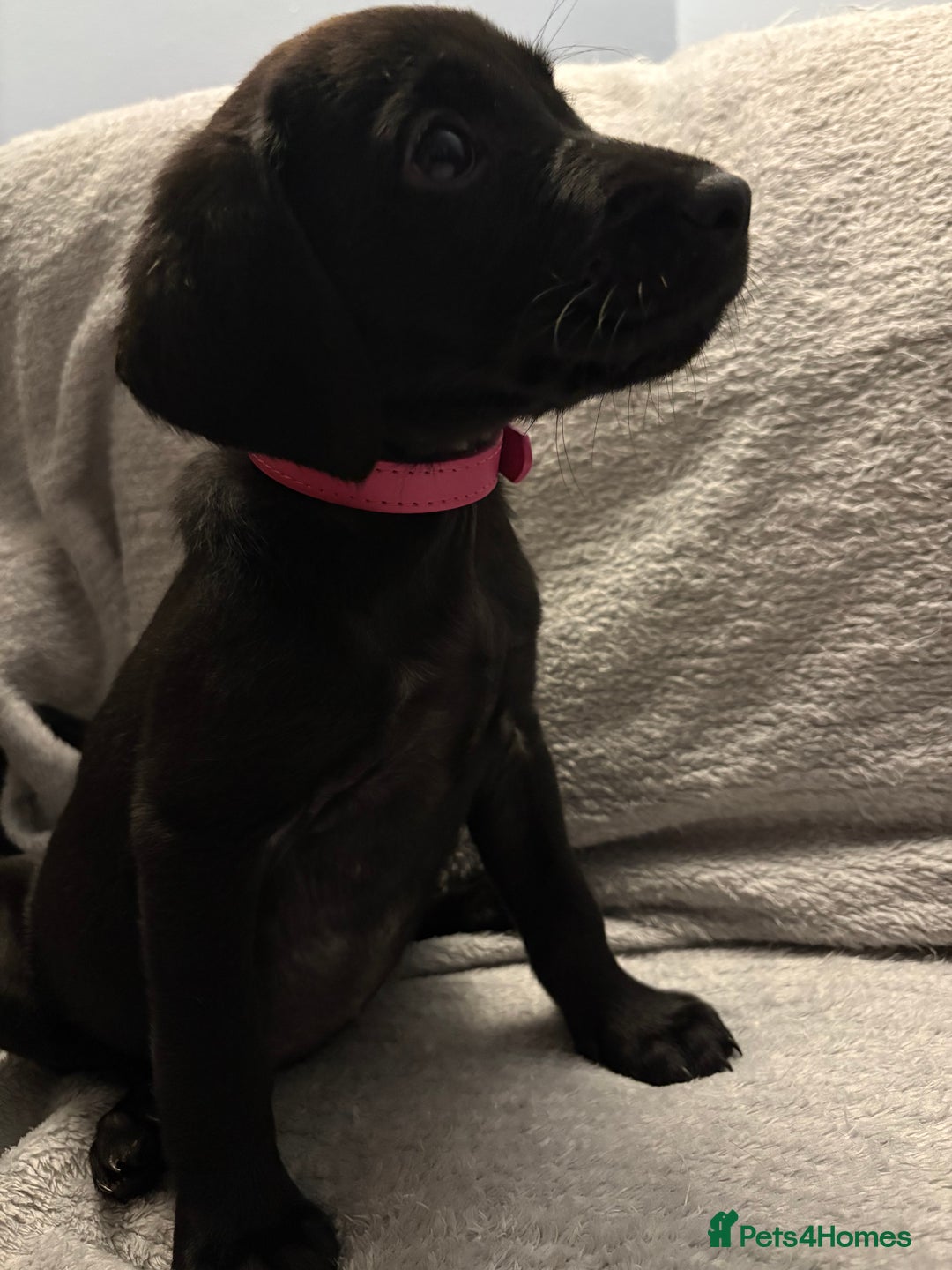 Labrador Retriever dogs for sale: Ready now beautiful Labrador retriever puppies - Image 26