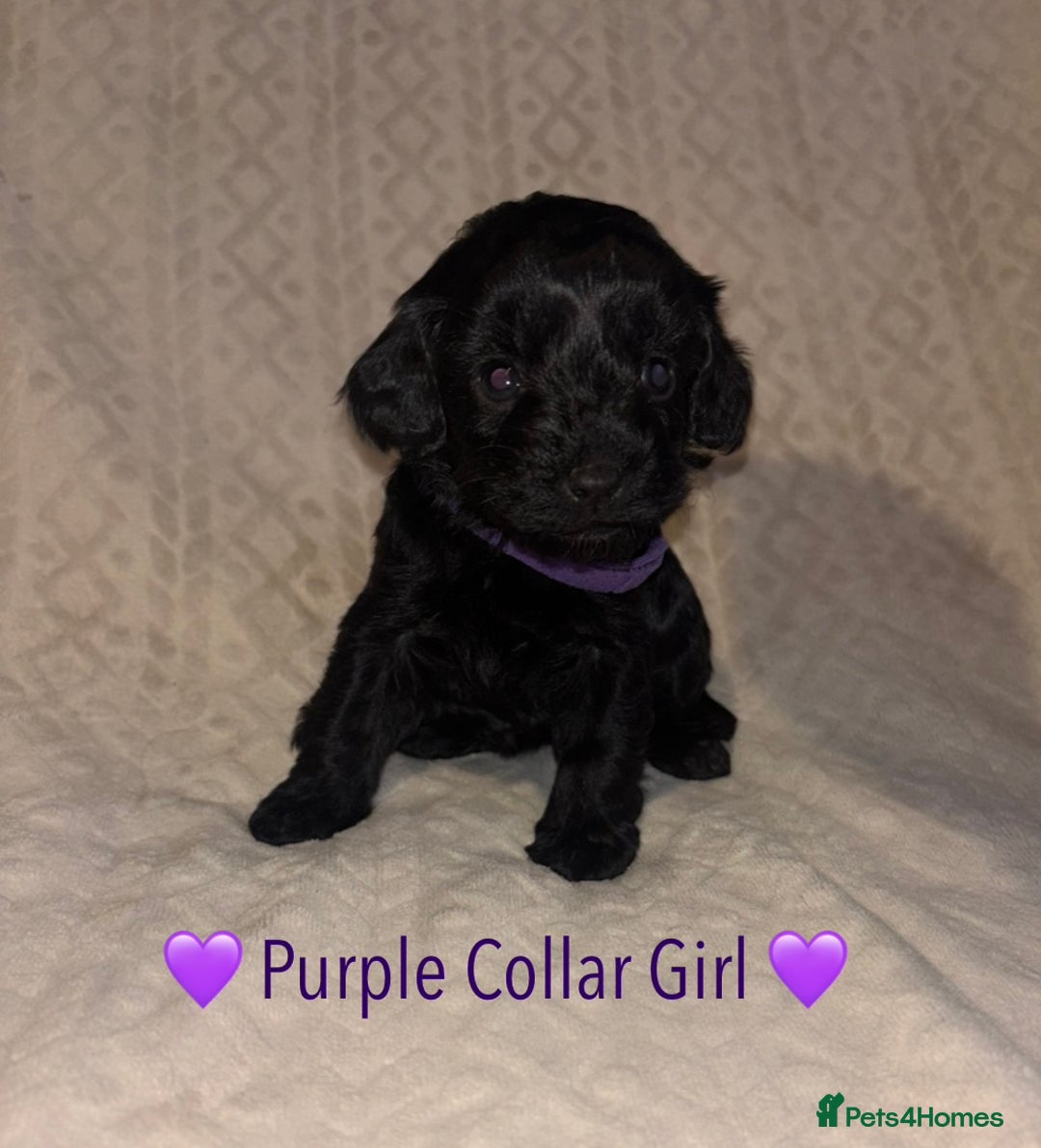 Cavapoo dogs for sale: 🐶 F1 CAVAPOO PUPPIES HEALTH TESTED PARENTS 🐶 - Advert 13