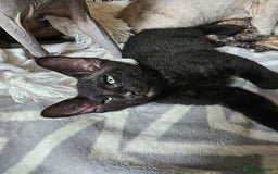 Siamese cats for sale: Siamese X Sphynx kittens - Image 12