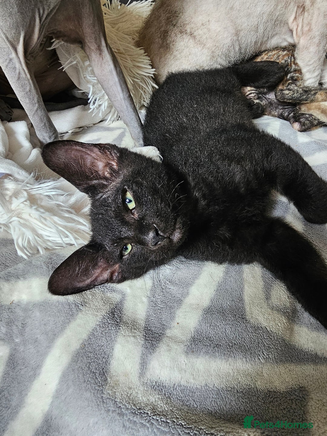 Siamese cats for sale: Siamese X Sphynx kittens - Image 12