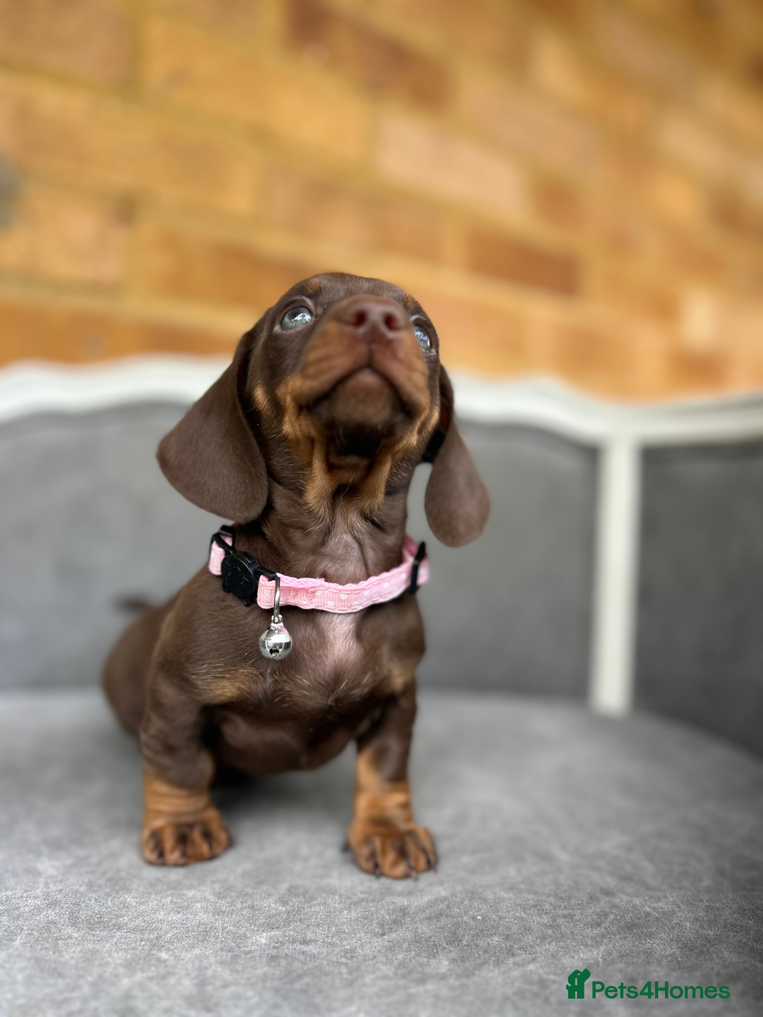 Dachshund dogs Standard dachshund puppies  - Advert 1