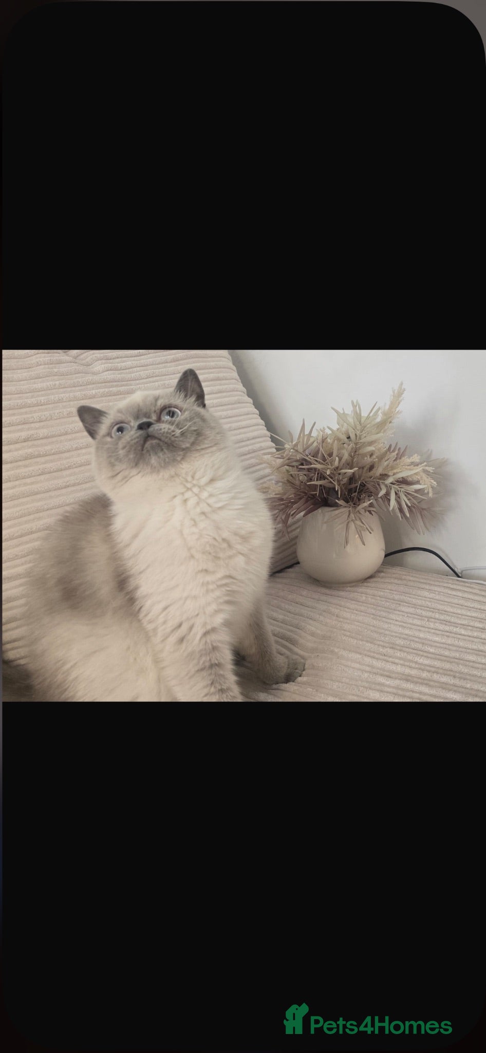 Exotic cats Exotic colour point Persian  - Advert 15