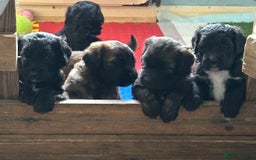 Saint Bernard dogs for sale: F1 St Berdoodle  - Image 27