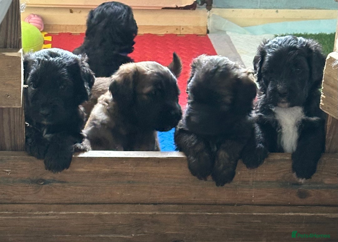 Saint Bernard dogs for sale: F1 St Berdoodle  - Image 27