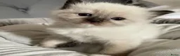 Ragdoll cats for sale:  beautiful ragdoll kittens 🐾 - Advert 5