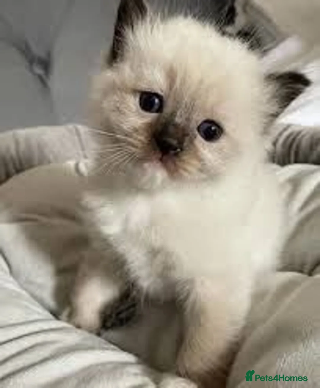 Ragdoll cats for sale:  beautiful ragdoll kittens 🐾 - Advert 5