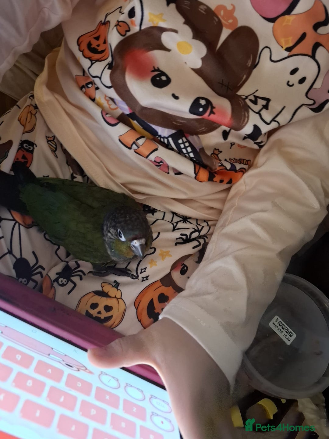 Conures birds for sale:  Hand Reared Crimson Bellied Conure - Advert 6