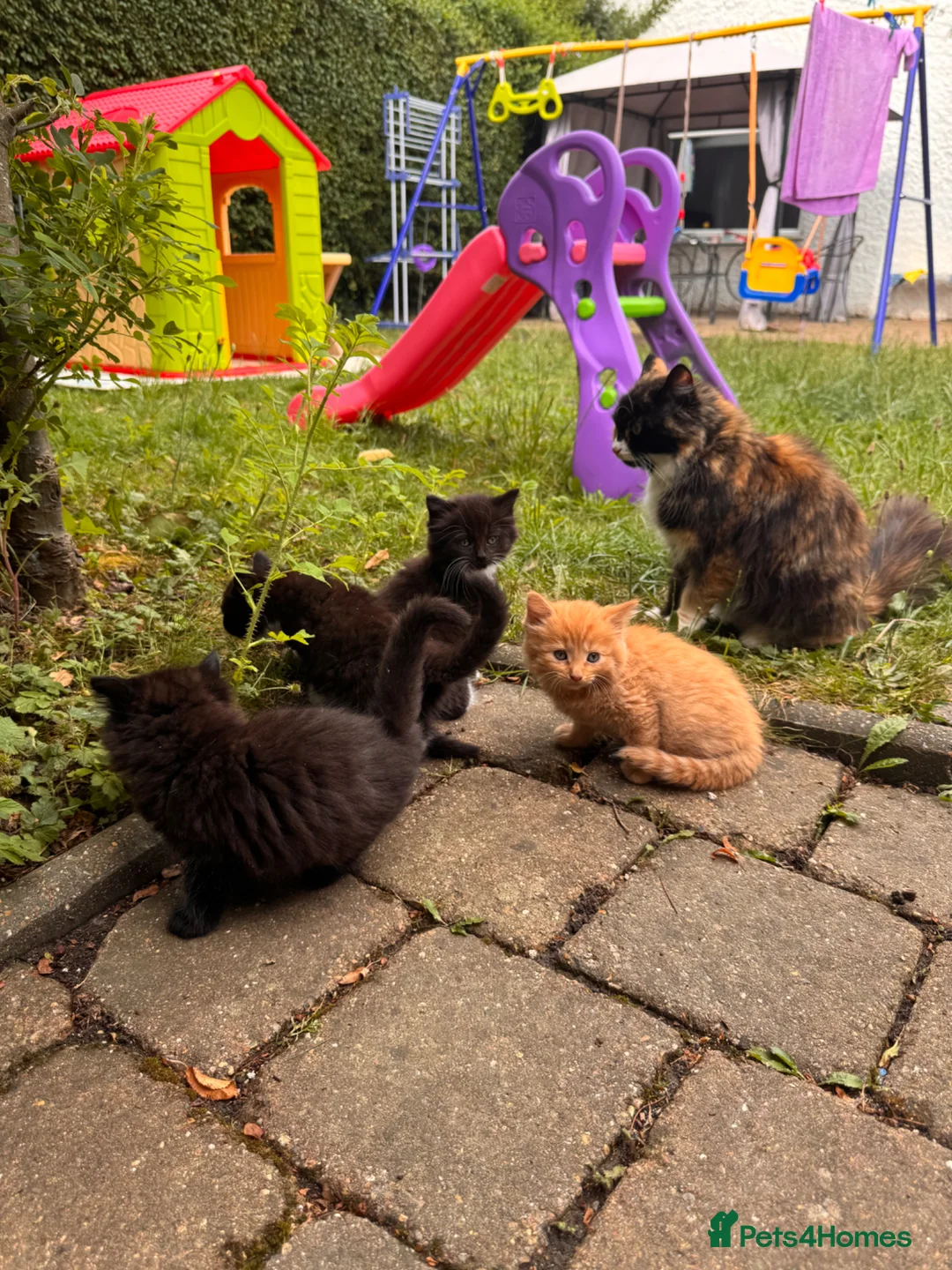 Mixed Breed cats for sale: Fluffy little cat ready for new home  in London - Advert 1