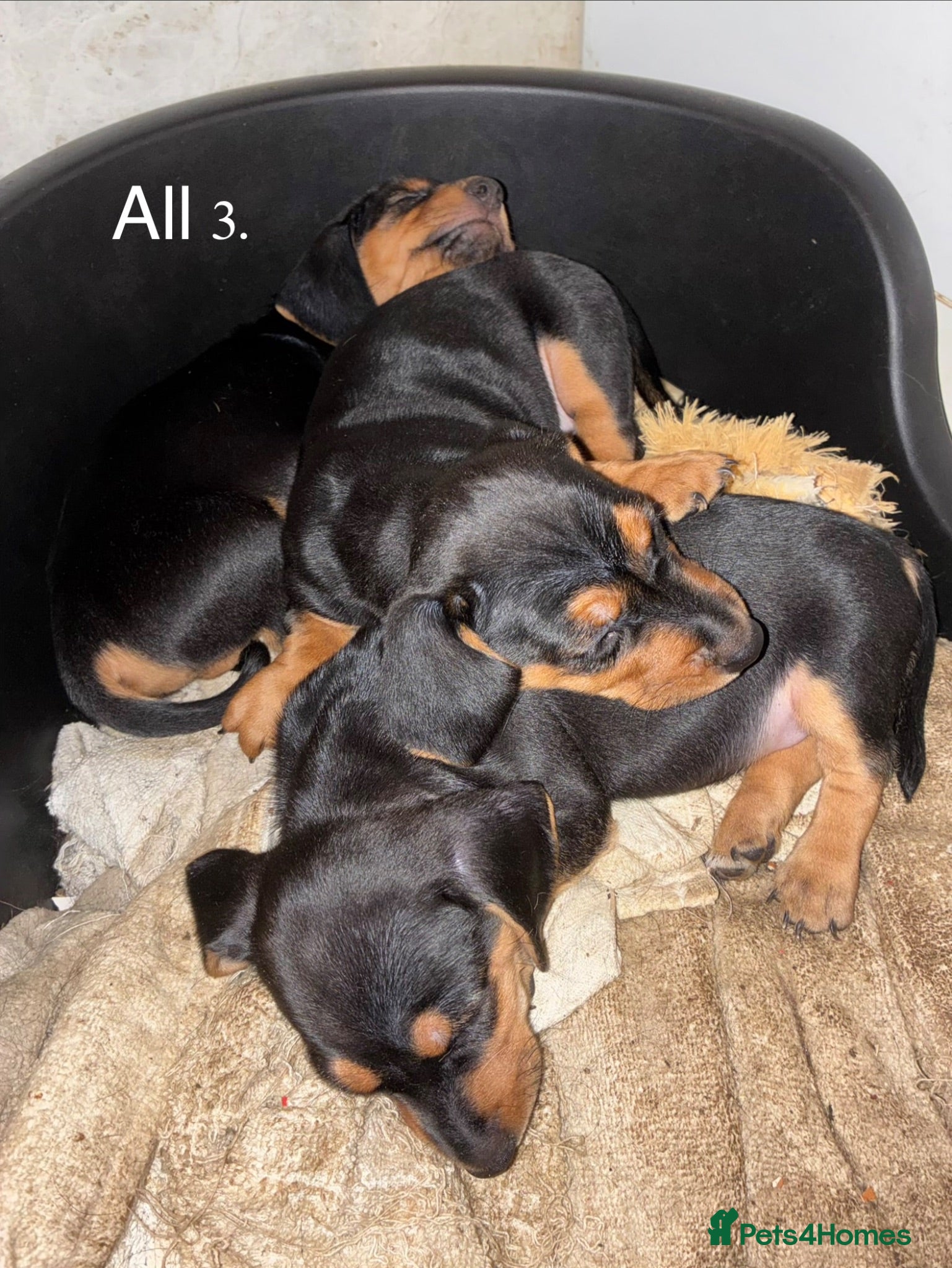 Dachshund dogs Short-Haired Dachshund Puppies  - Advert 1