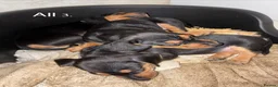 Dachshund dogs for sale: Short-Haired Dachshund Puppies  in Cheltenham - Advert 1