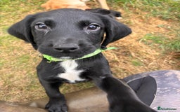 Springador dogs for sale: One Springerdor pup left born 8/06/2025 - Image 4