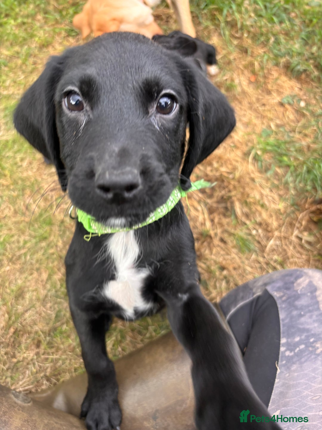 Springador dogs for sale: One Springerdor pup left born 8/06/2025 - Image 4
