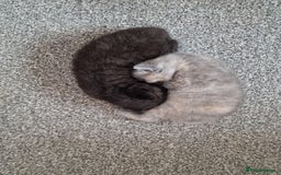 Mixed Breed cats for sale: Bsh cross maine coon - Image 13