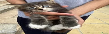Fluff