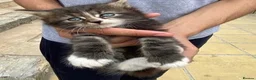 Mixed Breed cats for sale: Adorable Young Kittens Looking for Loving Homes  - Advert 7