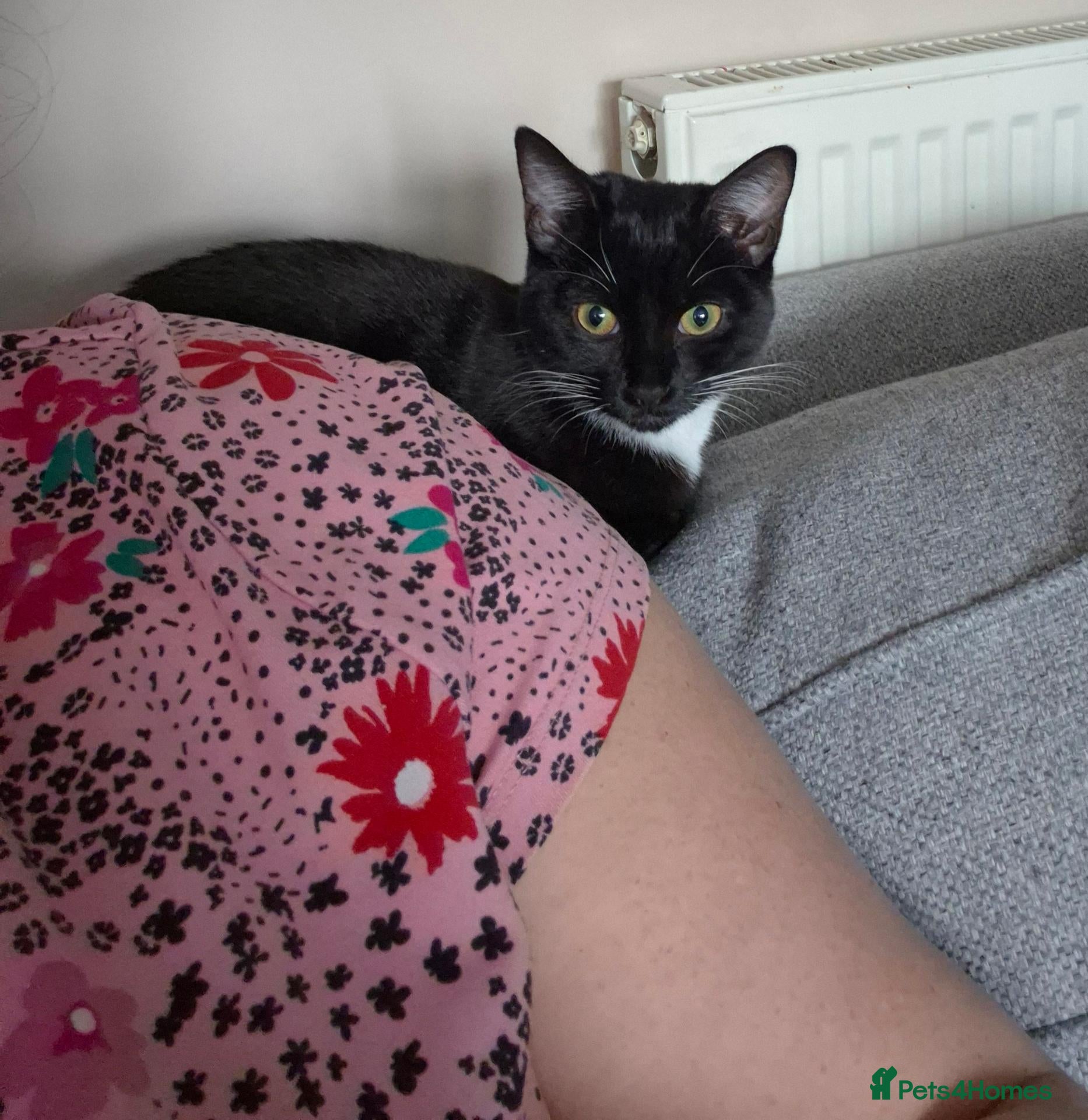 Mixed Breed cats Female cat  - Advert 4