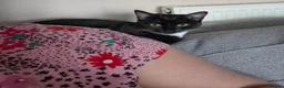 Mixed Breed cats for sale: Female cat  - Advert 1