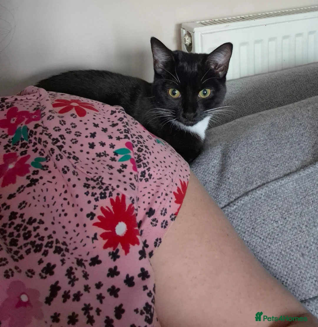 Mixed Breed cats for sale: Female cat  - Advert 1