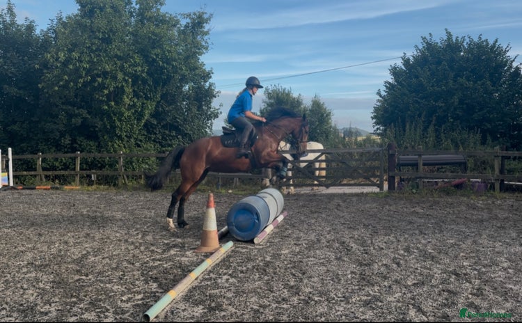 Welsh Section D horses - Advert 3
