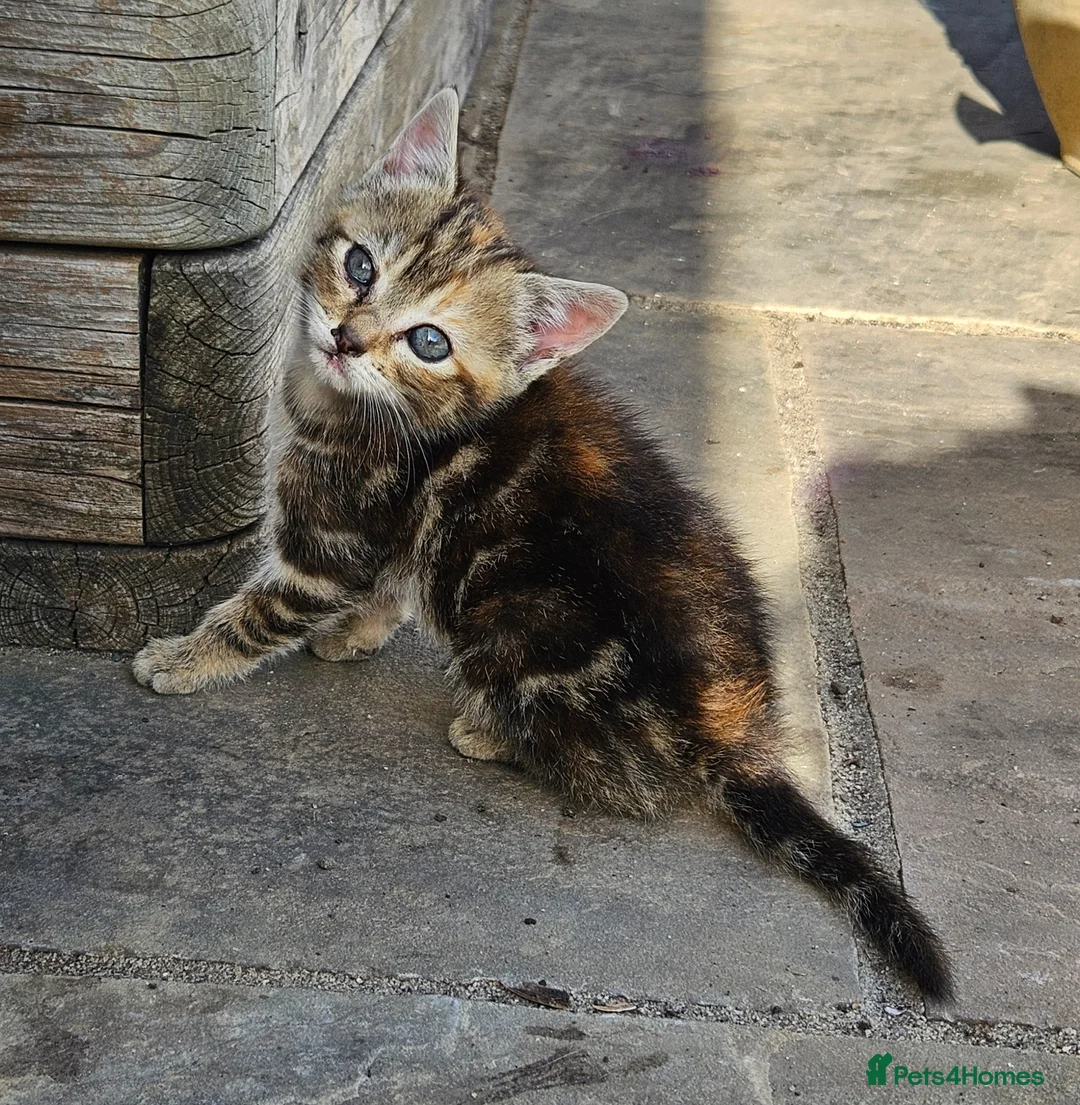 Mixed Breed cats for sale: Two lovely female tortoishell kittens - Advert 16