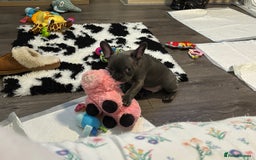French Bulldog dogs for sale: 10 week old bat pigs ready for there new homes - Image 6