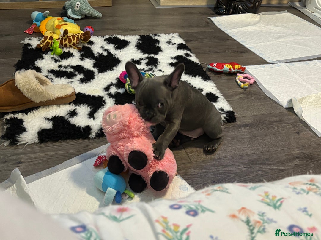 French Bulldog dogs for sale: 10 week old bat pigs ready for there new homes - Image 6