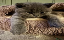 British Shorthair cats for sale: British Shorthair Kittens For Sale - Advert 5