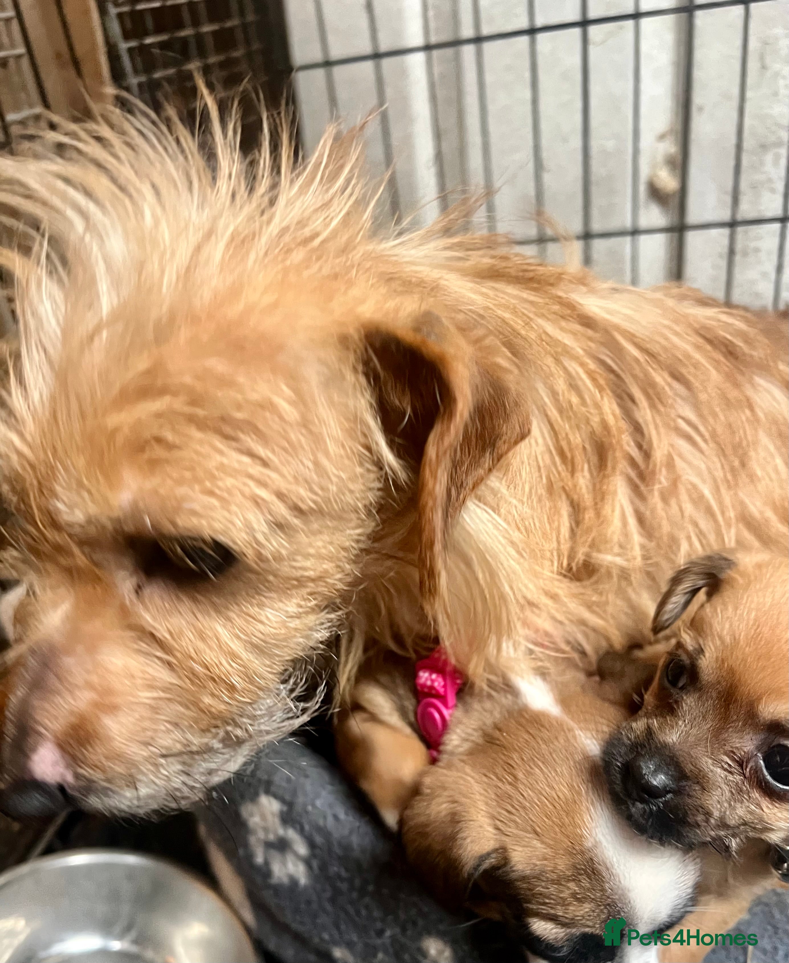 Mixed Breed dogs Adorable 3 tiny Chihuahua x terrier. Puppy's - Advert 1