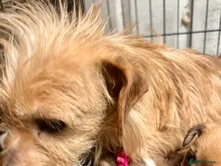 Mixed Breed dogs Adorable 3 tiny Chihuahua x terrier. Puppy's - Advert 17