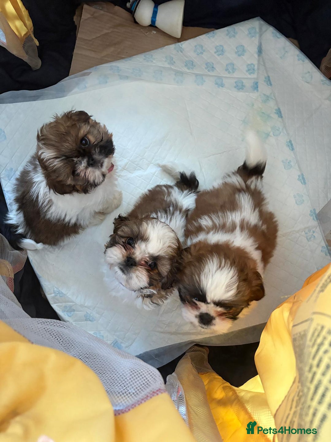 Shih Tzu dogs for sale: 3 lovely girl shih tzu puppies  - Advert 31