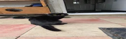 Scottish Fold cats for sale: 3 Scottish fold  kittens  - Advert 4
