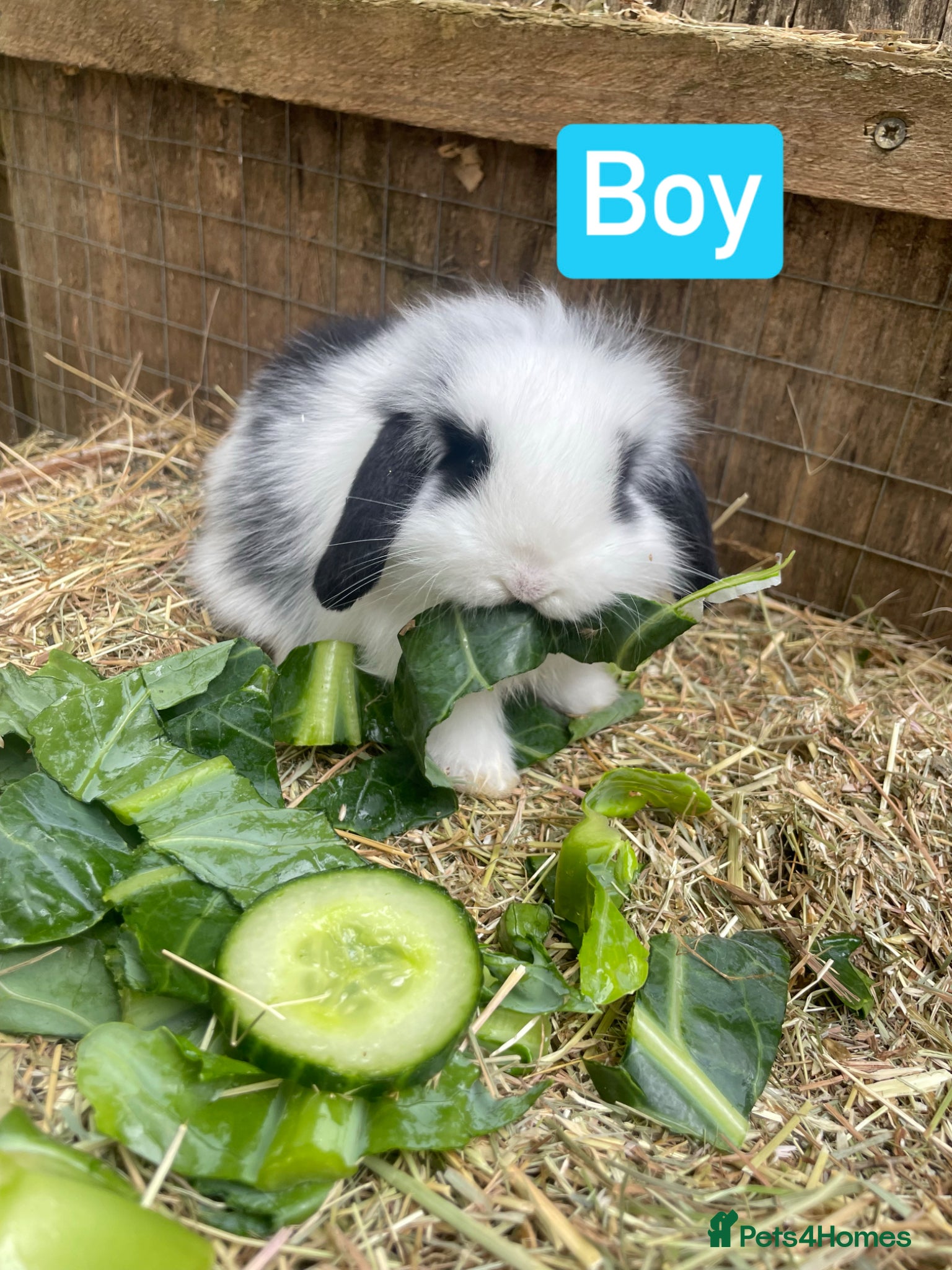 Mini Lop rabbits Beautiful mini lop babies - Advert 1