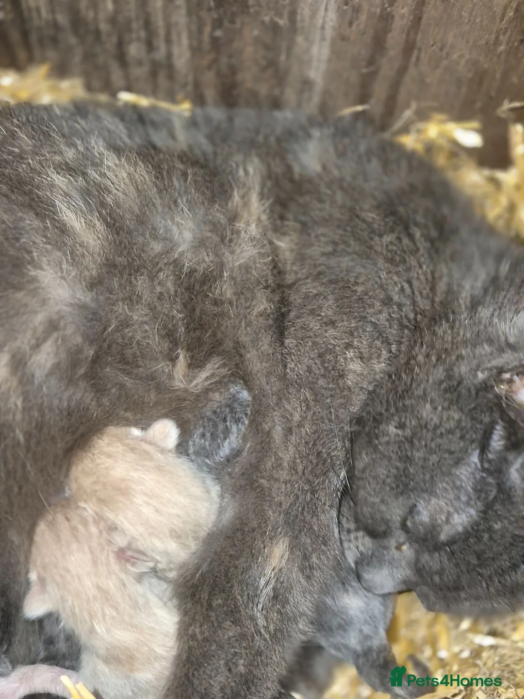 Mixed Breed cats for sale: Stunning kittens for sale  in Nottingham - Advert 10