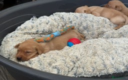 Labrador Retriever dogs for sale: Dark Red and Yellow KC reg DNA Clear Lab Puppies - Image 14